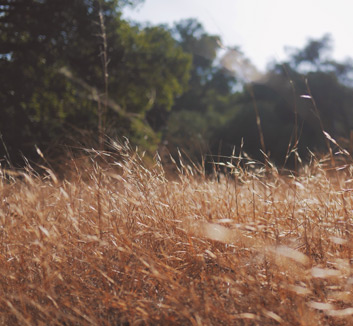 瓦伦西亚主场半场暂时落后，阿拉维斯逼平